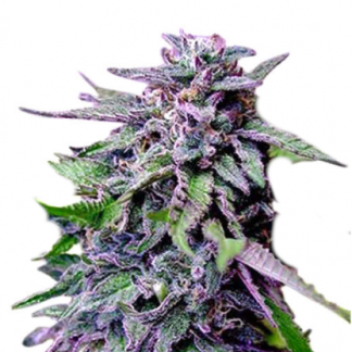 GranDaddy-Purple