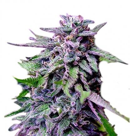 GranDaddy-Purple