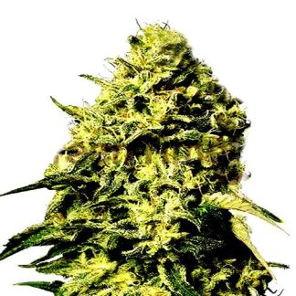 amnesia auto