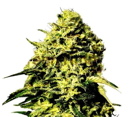 amnesia auto