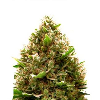 amnesia-og-kush