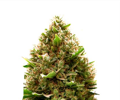 amnesia-og-kush