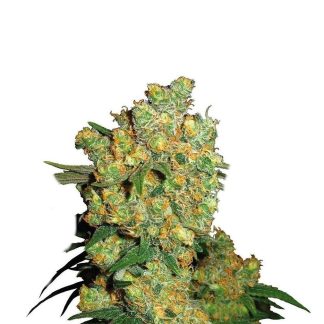 big bud sementes