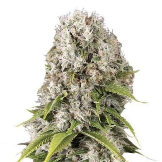 black-domina