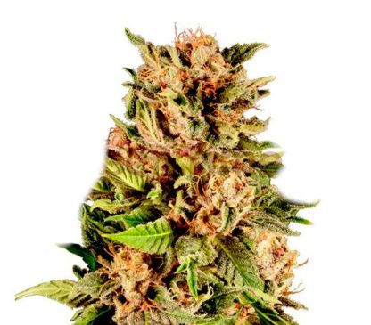 sementes gelato