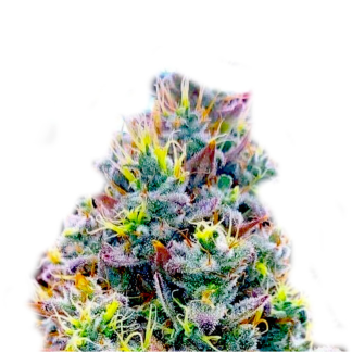 quantum-kush