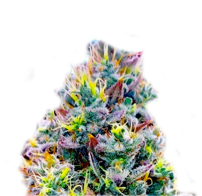quantum-kush
