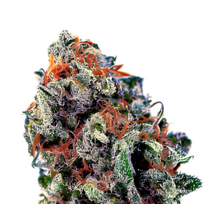 Blue Cheese Auto