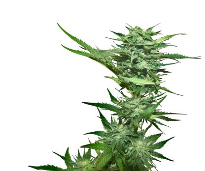 California Skunk - Image 2
