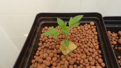 Codeine Kush - Image 3