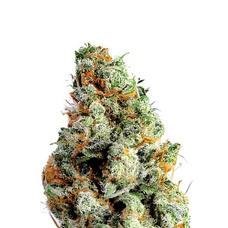 NYC Brooklyn Diesel Auto