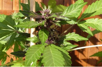 Purple OG Kush Auto - Image 2
