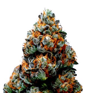 Alien OG Auto