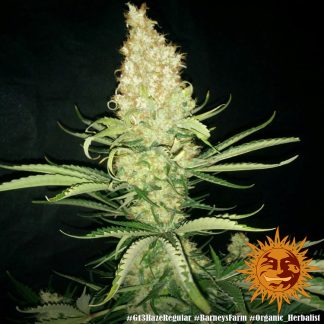 10 SEMENTES REG - G13 HAZE