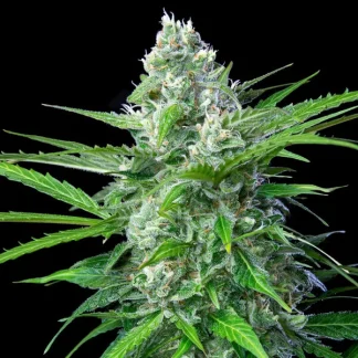 10 SEMENTES ROYAL AK AUTO