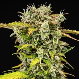 5 SEMENTES ROYAL CREAMATIC AUTO