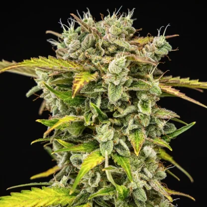 10 SEMENTES ROYAL CREAMATIC AUTO