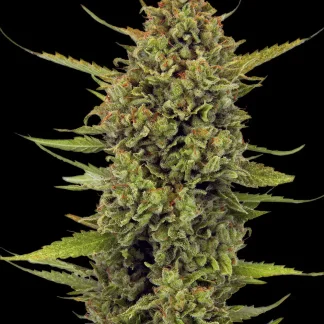 10 SEMENTES FEM - ACAPULCO GOLD