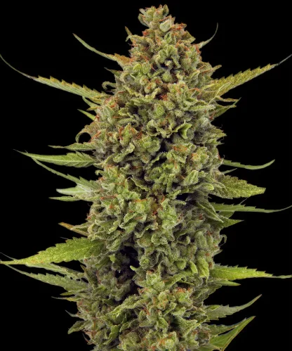 10 SEMENTES FEM - ACAPULCO GOLD