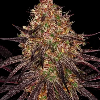 3 SEMENTES FEM - AYAHUASCA PURPLE