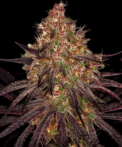3 SEMENTES FEM - AYAHUASCA PURPLE