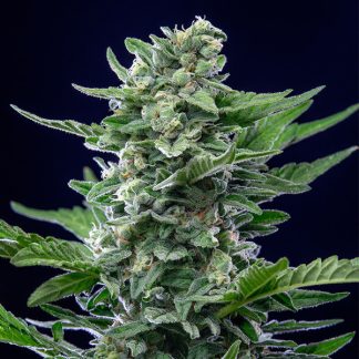 5 SEMENTES ROYAL CRITICAL AUTOMATIC
