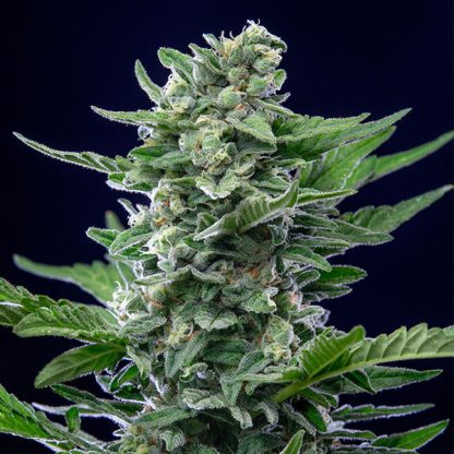5 SEMENTES ROYAL CRITICAL AUTOMATIC
