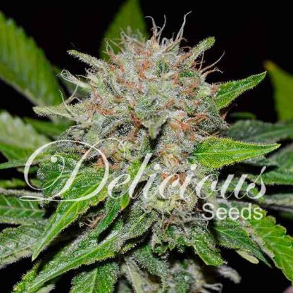 10 SEMENTES FEM - DEEP MANDARINE (CBD FAMILY)