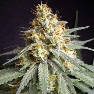 10 SEMENTES REG - SHINING SILVER HAZE