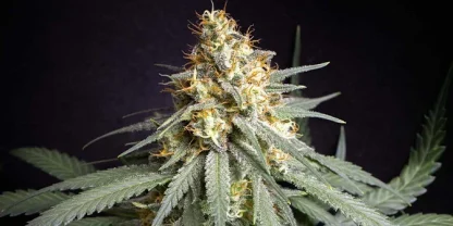 10 SEMENTES REG - SHINING SILVER HAZE