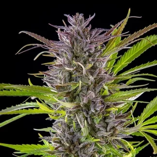 100 SEMENTES FEM - GREEN GELATO