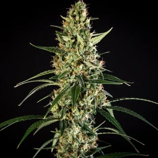 10 SEMENTES HULKBERRY AUTO