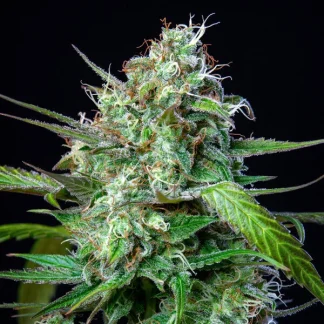 3 SEMENTES MIMOSA AUTO
