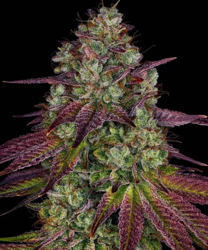 3 SEMENTES FEM - MIMOSA EVO