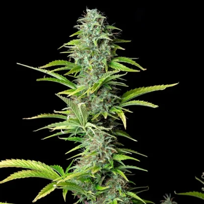 5 SEMENTES ROYAL NORTHERN LIGHT AUTO