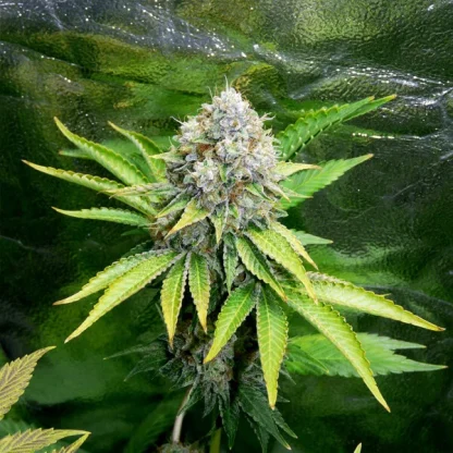 3 SEMENTES FEM - O.G. KUSH