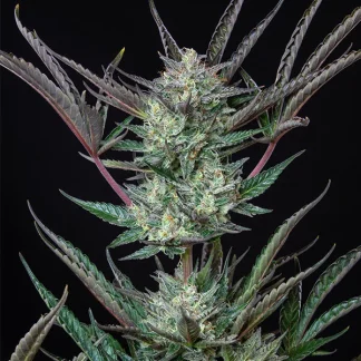 5 SEMENTES PURPLE PUNCH AUTO