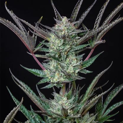 3 SEMENTES PURPLE PUNCH AUTO
