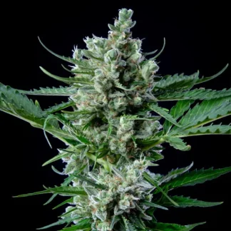 3 SEMENTES ROYAL BLUEMATIC AUTO
