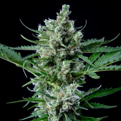 3 SEMENTES ROYAL BLUEMATIC AUTO