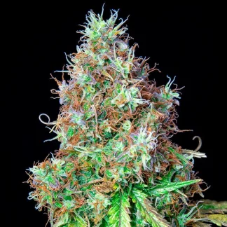 3 SEMENTES ROYAL CBG AUTO