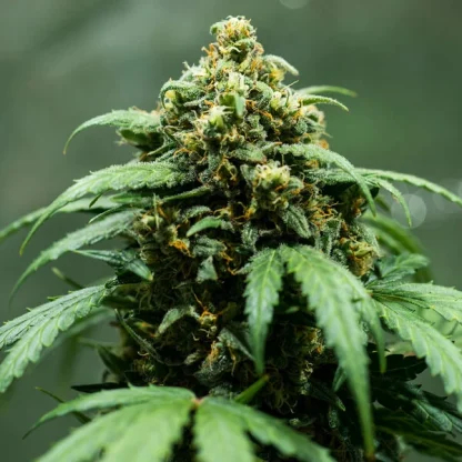 5 SEMENTES ROYAL DWARF AUTO