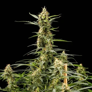5 SEMENTES ROYAL KUSH AUTO