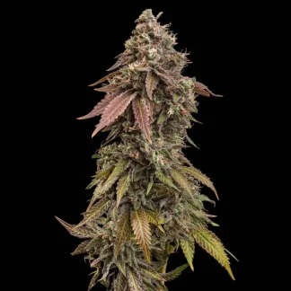 10 GRAINE FEM - ROYAL SKYWALKER