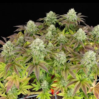 3 SEMENTES FEM - TRIPLE G USA PREMIUM