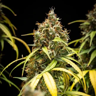 5 SEMENTES TRIPLE G AUTO
